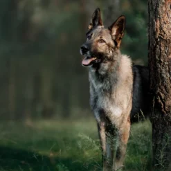 Blue Buffalo Wilderness High Protein Natural Large Breed Adult Dry Dog Food With Chicken Flavor - 24lbs -PawHut Store GUEST 7ca79753 6465 4219 b484 9a4ae99bccdf