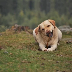 Cadet Large Bully Sticks Beef Dog Treats - 9-11"/2pk 5 Cadet Large Bully Sticks Beef Dog Treats - 9-11"/2pk -PawHut Store GUEST 7e3bd6b5 7457 4a05 9c46 9a769afed236