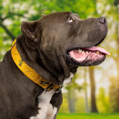 Country Brook Petz 1 1/2 Inch Busy Bee Martingale Dog Collar 1 Country Brook Petz 1 1/2 Inch Busy Bee Martingale Dog Collar