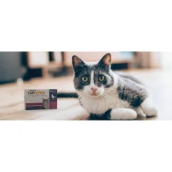 CapAction Flea Treatment For Cats - 2-25lbs -PawHut Store GUEST 885f41c9 2361 4294 a1e5 7fc18ce60f01