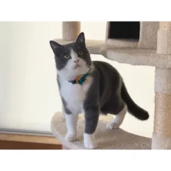 Necoichi Yukata Bow Tie Cat Collar -PawHut Store GUEST 886215ce 3db8 4c6c bbc1 6e863651a7ad