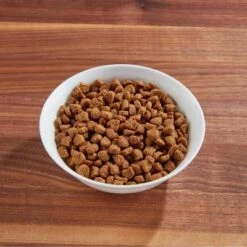 IAMS Proactive Health With Salmon Adult Premium Dry Cat Food -PawHut Store GUEST 89547905 df2b 4e79 b42c 31be54e1e299