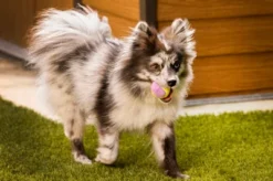 Midlee Small Dog Tennis Ball- Yellow/Lavender- Set Of 12 -PawHut Store GUEST 8960bbb3 c3de 46ea 9ee6 577c3c5ca656