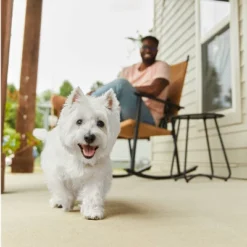 Cesar Poultry Lovers With Chicken, Turkey And Duck Flavor Adult Wet Dog Food - 7.93lb/36ct Variety Pack -PawHut Store GUEST 899c3969 e285 4ed9 b945 0d5720c0841d 1