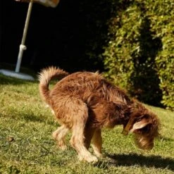 Native Pet Probiotic Supplement Powder With Bone Broth For Dogs - 4.1oz -PawHut Store GUEST 9300e421 6409 42db 8137 1aa305a37093