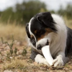 Pawstruck Filled Dog Bones Variety Pack - Made In USA Stuffed 3 To 6" Femur Dog Chews, American Made - 3 Flavors -PawHut Store GUEST 98220c65 67a8 40a8 8d92 1c7fb7ec4593