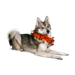 Midlee Witch Halloween Decorative Dog Collar -PawHut Store GUEST 99a00762 58e5 40e3 ad58 d563b0072afa