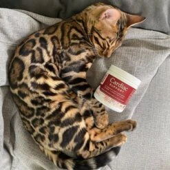 Fera Pet Organics Cardiac Heart Support Powder For Dogs And Cats - Fish Flavor 11 Fera Pet Organics Cardiac Heart Support Powder For Dogs And Cats - Fish Flavor -PawHut Store GUEST a09ce33a 9370 4f37 8458 534c9ff7bdfb