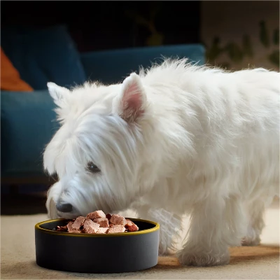 Cesar Classic Loaf In Sauce Grilled Chicken, Filet Mignon, Porterhouse Steak, Beef, Chicken & Liver And Turkey Adult Wet Dog Food - 3.5oz/36ct 5 Cesar Classic Loaf In Sauce Grilled Chicken, Filet Mignon, Porterhouse Steak, Beef, Chicken & Liver And Turkey Adult Wet Dog Food - 3.5oz/36ct - Image 5