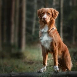 Blue Buffalo Wilderness Rocky Mountain Recipe High Protein Natural Adult Dry Dog Food Red Meat With Grain - 24lbs 10 Blue Buffalo Wilderness Rocky Mountain Recipe High Protein Natural Adult Dry Dog Food Red Meat With Grain - 24lbs -PawHut Store GUEST aa19d9fd a6a8 48fd 9fac d9e46f7bd8ef