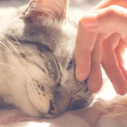 Cat House - Indoor Bed With Removable Foam Cushion - Cat Cave For Puppies, Rabbits, Guinea Pigs, Hedgehogs, And Other Small Animals By PETMAKER (Pink) -PawHut Store GUEST ae6a0d94 36ae 4058 8030 63bf5552b944