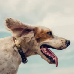 Nutro Natural Choice Small Breed Adult Chicken And Brown Rice Dry Dog Food 15 Nutro Natural Choice Small Breed Adult Chicken And Brown Rice Dry Dog Food -PawHut Store GUEST ae89134a 7927 44d2 a26a 93e2482fb1ac