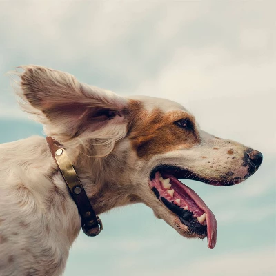 Nutro Natural Choice Small Breed Adult Chicken And Brown Rice Dry Dog Food 5 Nutro Natural Choice Small Breed Adult Chicken And Brown Rice Dry Dog Food - Image 5