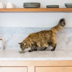 I And Love And You Grain Free Ninja Cat Jiu Jit Chicken Stew, Salmon And Tuna Premium Wet Cat Food - 3oz/12ct Variety Pack -PawHut Store GUEST b57b66b6 3e62 49df 9216 2d01eb075aa4