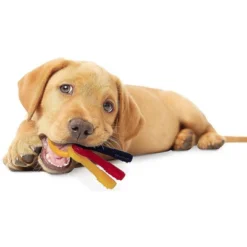 Nylabone Puppy Chew Teething Keys Chew Toy - Small