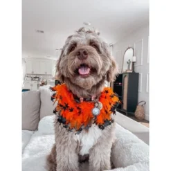 Midlee Witch Halloween Decorative Dog Collar -PawHut Store GUEST b65fc641 9c18 4a63 ad31 f43c9922e994
