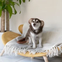 Midlee Monkey Headband & Tail Dog Costume -PawHut Store GUEST bbe4fb68 6852 4d82 bd0f ec380b0d35a0