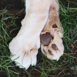 Urine Gone Pet Wipes For Ears, Paws And Butts - 2pk -PawHut Store GUEST bcbdb4f8 cda7 445f a981 e930fe657f4d