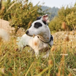 Nutro Natural Choice Chicken & Brown Rice Senior Small Breed Dry Dog Food - 5lbs -PawHut Store GUEST bec4b3e5 7656 4ee2 8ceb 92483b6fddd3