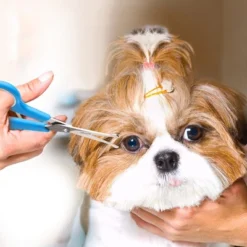 BOSHEL Dog Grooming Scissors Set - 3 Dog Grooming Shears - 1 Large Straight Dog Scissors - 1 Micro-serrated Scissors - 1 Dog Thinning Shears 11 BOSHEL Dog Grooming Scissors Set - 3 Dog Grooming Shears - 1 Large Straight Dog Scissors - 1 Micro-serrated Scissors - 1 Dog Thinning Shears -PawHut Store GUEST c1bc9432 9379 48a2 bc4c ce91f37b8676