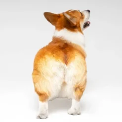 Urine Gone Pet Wipes For Ears, Paws And Butts - 2pk -PawHut Store GUEST c81d4b9a 16b0 42a6 a423 8e34eed3f628