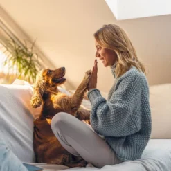 Greenies Petite Original Chicken Dental Dog Treats -PawHut Store GUEST ca0ea357 00e8 480b bedb 918ccb191ac7