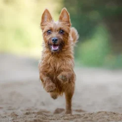 Blue Buffalo Life Protection Lamb & Brown Rice Recipe Small Breed Adult Dry Dog Food - 15lbs -PawHut Store GUEST ca132838 e27c 4f3e 8220 ac88bccf81a5