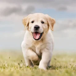 Nutro NATURAL CHOICE Puppy Chicken & Brown Rice Recipe Dry Dog Food - 5lbs -PawHut Store GUEST cb31a345 21d4 449d 98f5 6f47383ecbf9