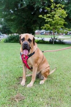 Doggy Tales Realtree 2X Sport Harness Paradise Pink