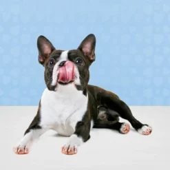 Blue Buffalo Bits Natural Soft-Moist Training Dog Treats With Beef Recipe -PawHut Store GUEST cbad5c63 dc7a 4a0b 9582 4bd1b2359ce7