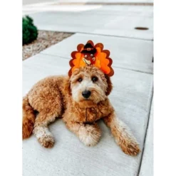 Midlee Turkey Dog Headband -PawHut Store GUEST cd9688ea e6ff 43be aaed 1a0082f0a16c