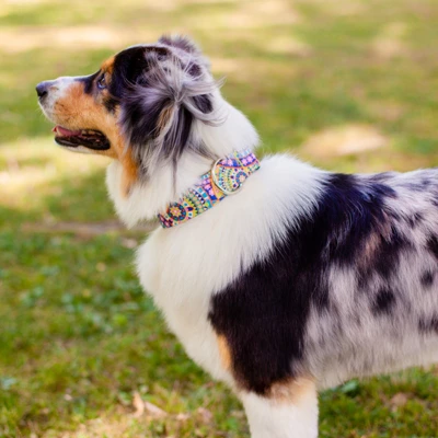 Country Brook Petz Yellow Boho Mandala Martingale Dog Collar 1 Country Brook Petz Yellow Boho Mandala Martingale Dog Collar