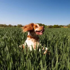 Nutro Natural Choice Small Breed Adult Chicken And Brown Rice Dry Dog Food 17 Nutro Natural Choice Small Breed Adult Chicken And Brown Rice Dry Dog Food -PawHut Store GUEST d154fe0d 83ee 4d9f 91e1 9a96edf21a77 5