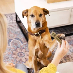 Greenies Blueberry Large Dental Dog Treats - 8ct - 12oz -PawHut Store GUEST d8602141 8db5 4bae 80d2 89d653368499