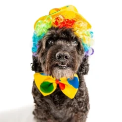 Midlee Clown Dog Costume Hat Wig & Bowtie -PawHut Store GUEST d96f914b a6fa 4a25 af99 9e9d503556b9