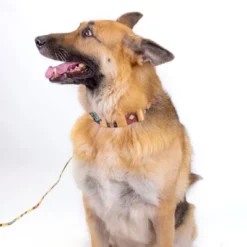 Country Brook Petz Native Arizona Martingale Dog Collar 12 Country Brook Petz Native Arizona Martingale Dog Collar -PawHut Store GUEST d9cbee03 14a1 4737 8d7a c1abae9a5ff0 1