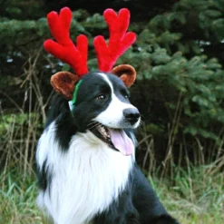 Midlee Christmas Reindeer Antlers With Ears For Large Dogs -PawHut Store GUEST db04ba8c eb97 4aeb 9b24 7fc41f894db3