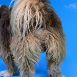 Native Pet Probiotic Supplement Powder With Bone Broth For Dogs - 4.1oz -PawHut Store GUEST df70c4b3 feb5 4e6b b6b1 7d3abf4e7d43