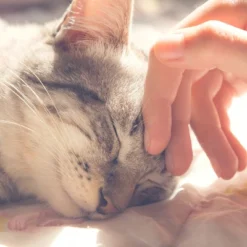 Cat House - Indoor Bed With Removable Foam Cushion - Cat Cave For Puppies, Rabbits, Guinea Pigs, And Other Small Animals By PETMAKER (Animal Print) 8 Cat House - Indoor Bed With Removable Foam Cushion - Cat Cave For Puppies, Rabbits, Guinea Pigs, And Other Small Animals By PETMAKER (Animal Print) -PawHut Store GUEST e03ff78c 5a3b 4c14 bc6a 12658f1158f9