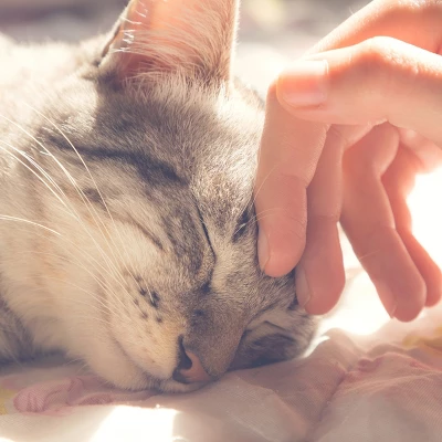 Cat House - Indoor Bed With Removable Foam Cushion - Cat Cave For Puppies, Rabbits, Guinea Pigs, And Other Small Animals By PETMAKER (Animal Print) 4 Cat House - Indoor Bed With Removable Foam Cushion - Cat Cave For Puppies, Rabbits, Guinea Pigs, And Other Small Animals By PETMAKER (Animal Print) - Image 4