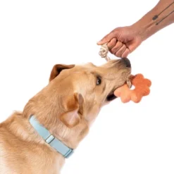 AWOO Felt Wheely Good Time Rope Dog Toy - 2" -PawHut Store GUEST e11f5542 f2c4 426c ab13 7cfa45f2f578