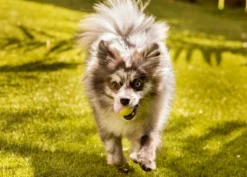 Midlee Small Dog Tennis Ball- Yellow/Lavender- Set Of 12 -PawHut Store GUEST e1721098 3e30 423a b7dc b016129a3543