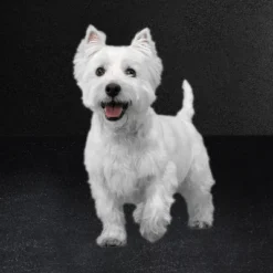 Cesar Rotisserie Chicken Flavor With Spring Vegetable Garnish Small Breed Adult Dry Dog Food -PawHut Store GUEST e77bec40 6d2e 437b afb5 c1b54aa7ab4a