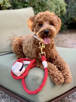 PoisePup - Luxury Pet Dog Leash - Soft Premium Italian Leather And 100% Natural Cotton Rope Leash - Hot Marine 2 PoisePup - Luxury Pet Dog Leash - Soft Premium Italian Leather And 100% Natural Cotton Rope Leash - Hot Marine - Image 2