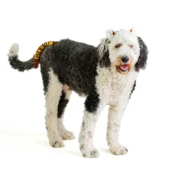 Midlee Tiger Dog Costume Headband & Tail- Large -PawHut Store GUEST eb263fdb 252e 40f2 b3c6 262bdd6d4b27