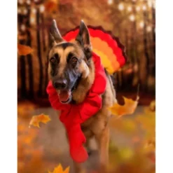 Midlee Turkey Beard & Tail Thanksgiving Dog Costume 7 Midlee Turkey Beard & Tail Thanksgiving Dog Costume -PawHut Store GUEST f06146e0 cea6 4661 bb1d 2334e4b6964c