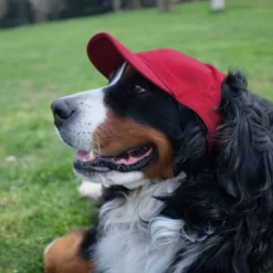 NCAA Alabama Crimson Tide Little Earth Pet Baseball Hat - XL