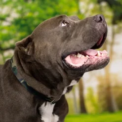 Country Brook Petz Woodland Camo Martingale Dog Collar -PawHut Store GUEST f38e6410 ea2e 41e9 ac87 b937a4f56383