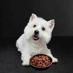 Cesar Filet Mignon Beef Steak Flavor With Spring Vegetable Garnish Adult Dry Dog Food -PawHut Store GUEST f43f3ef8 8ff7 4afc 9218 2d6ed669e156