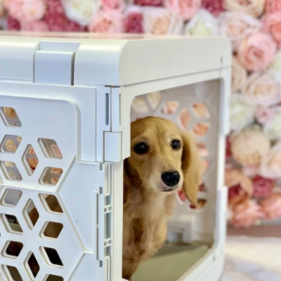 KindTail PAWD Cat And Dog Crate 9 KindTail PAWD Cat And Dog Crate - Image 9